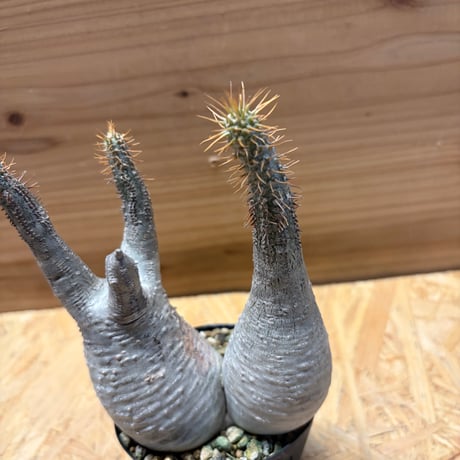 パキポディウム　グラキリス　2頭