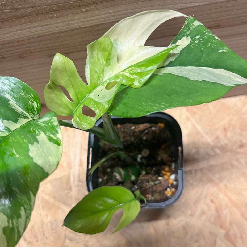 斑入りラフィドフォラ テトラスペルマ パラゴン | GREEN LUCK