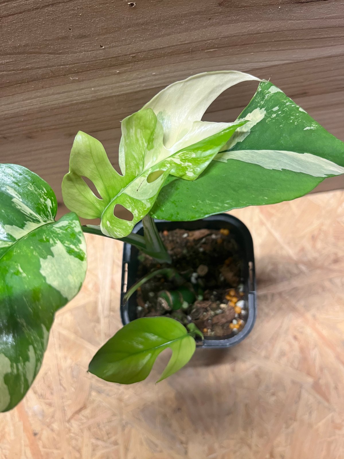 ラフィドフォラ　テトラスペルマ　パラゴン 斑入りラフィドフォラ テトラスペルマ パラゴン | GREEN LUCK