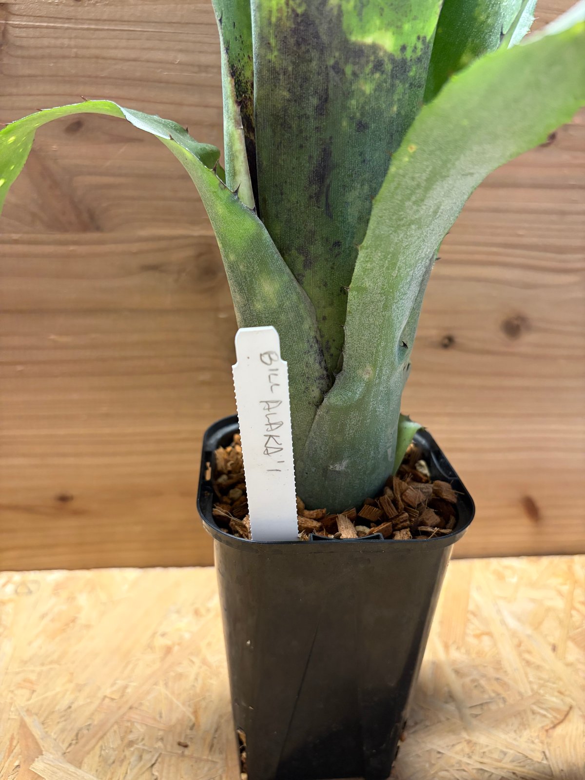 ビルベルギアアラカイ親株、子株のセット ビルベルギアアラカイ親株