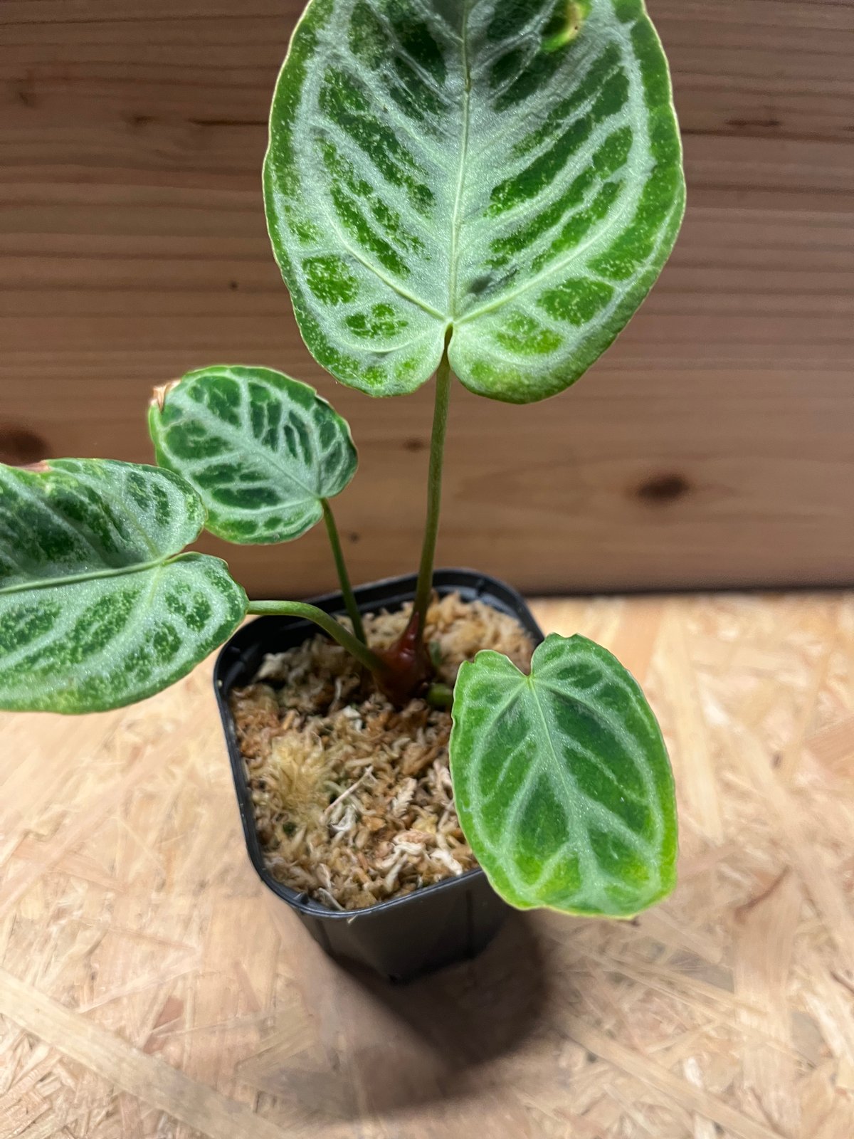 NMP様　特価激レア　アンスリウム　クリスタリナム　ミント　斑入り　バリエガータ NMP様 特価激レア アンスリウム クリスタリナム ミント 斑入り