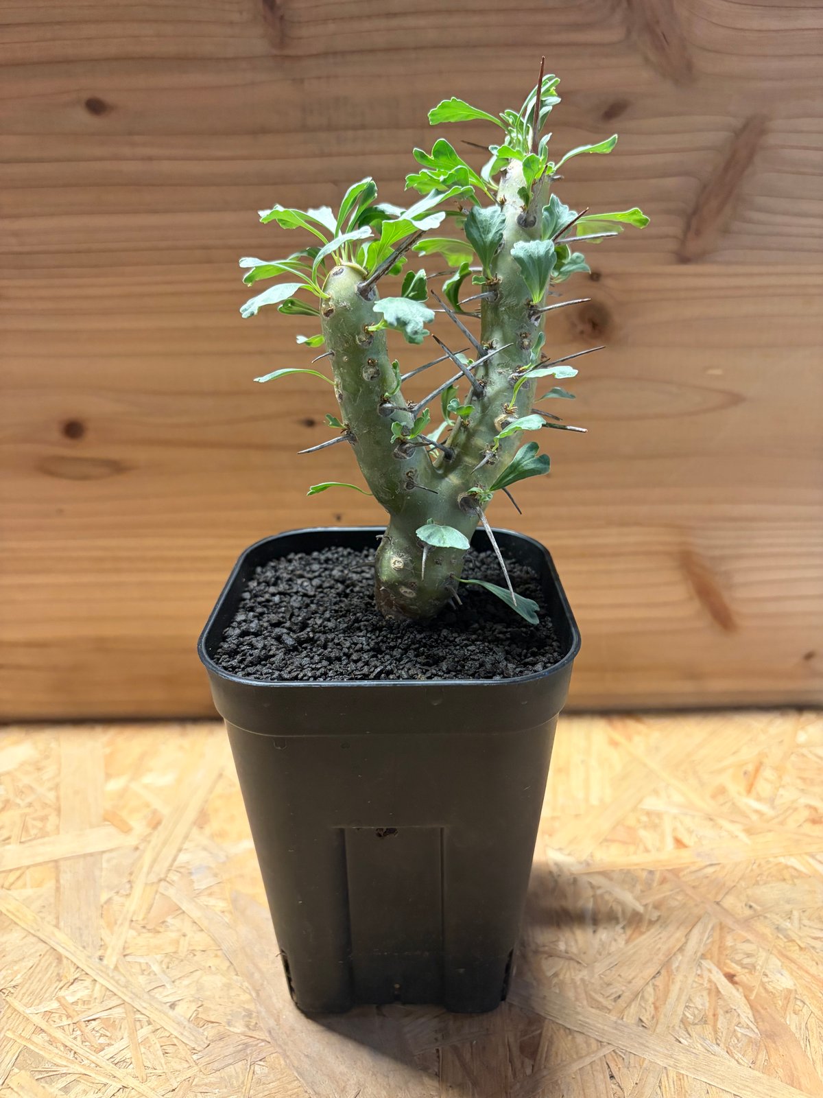 モンソニア クラシカウリス | GREEN LUCK