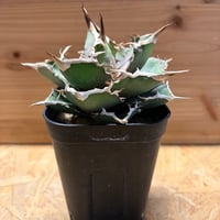 アガベ チタノタ 黒羽毛 Black Feather | GREEN LUCK