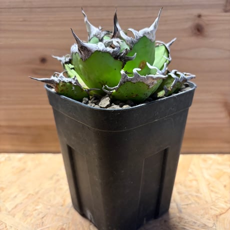 【草助】【選抜株】アガベ　オテロイ　実生株　ワシャワシャ アガベ オテロイ 実生株 Agave oteroi seeding 059 | Sunny