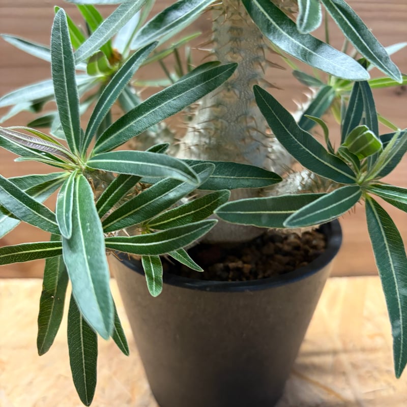 パキポディウム グラキリス | GREEN LUCK