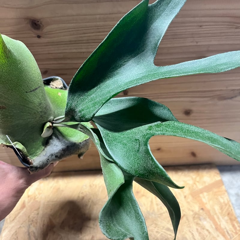 ビカクシダ ヒリー ドラゴン | GREEN LUCK