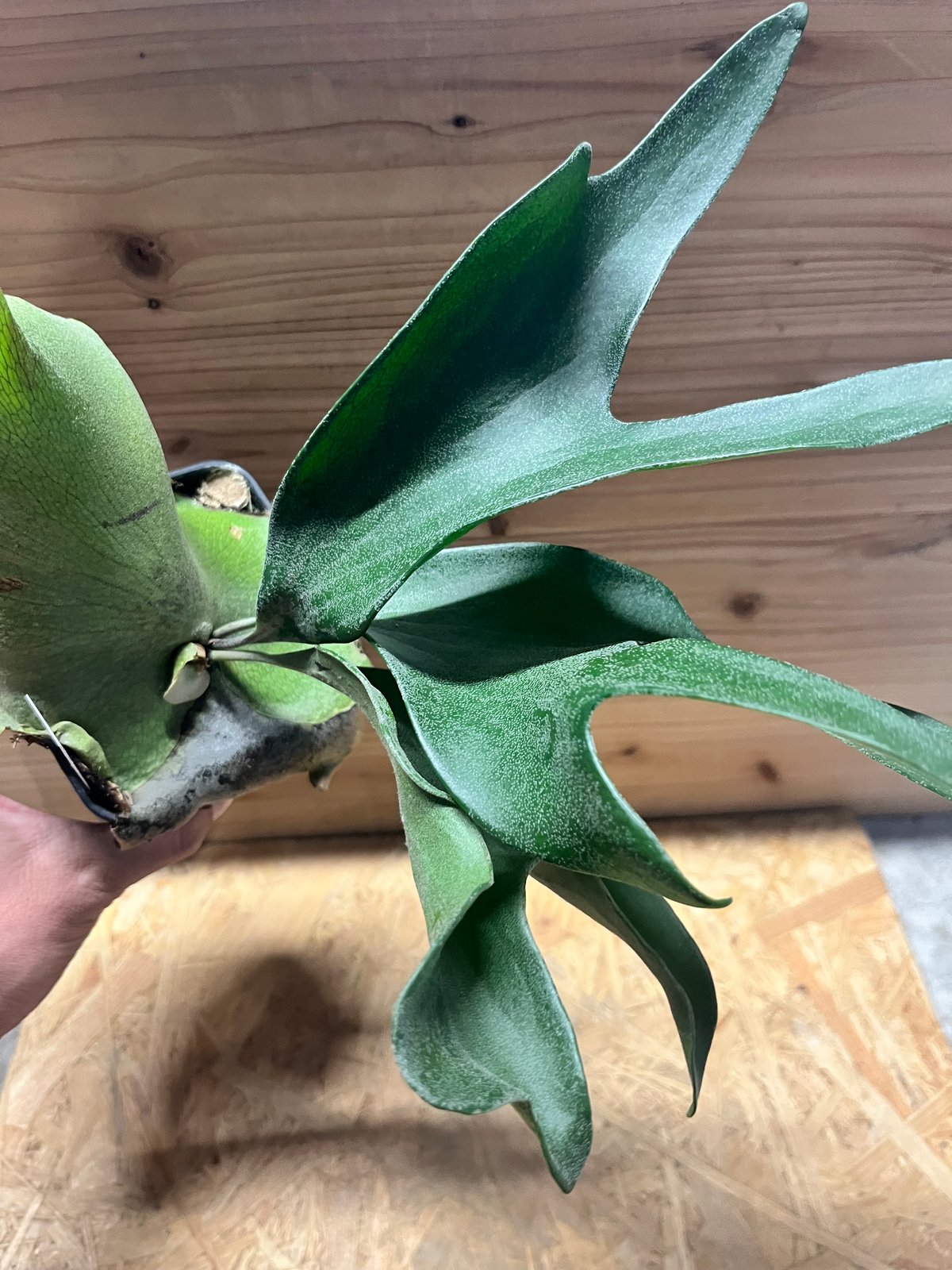 ビカクシダ ヒリー ドラゴン | GREEN LUCK