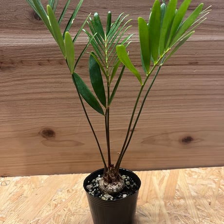 フロリダーナ | STORES