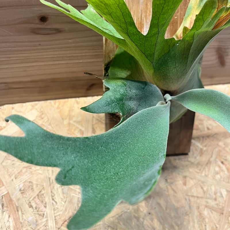 ビカクシダ ウィリンキー | GREEN LUCK