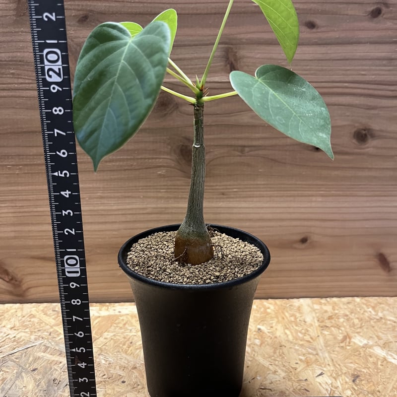 プセウドボンバックス エリプティクム | GREEN LUCK