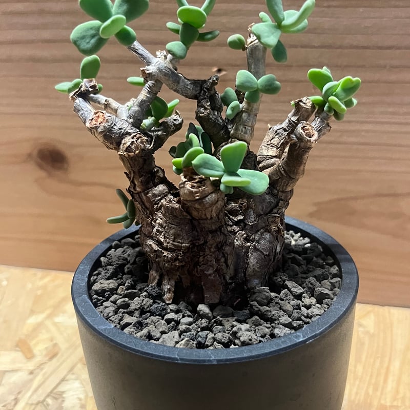 ケラリア ピグマエア　斑入り　レア？ ケラリア ピグマエア 斑入り レア？ ケラリア・ピグマエア - 多肉植物 彩香