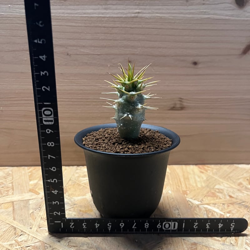 パキポディウム アンボンゲンセ | GREEN LUCK