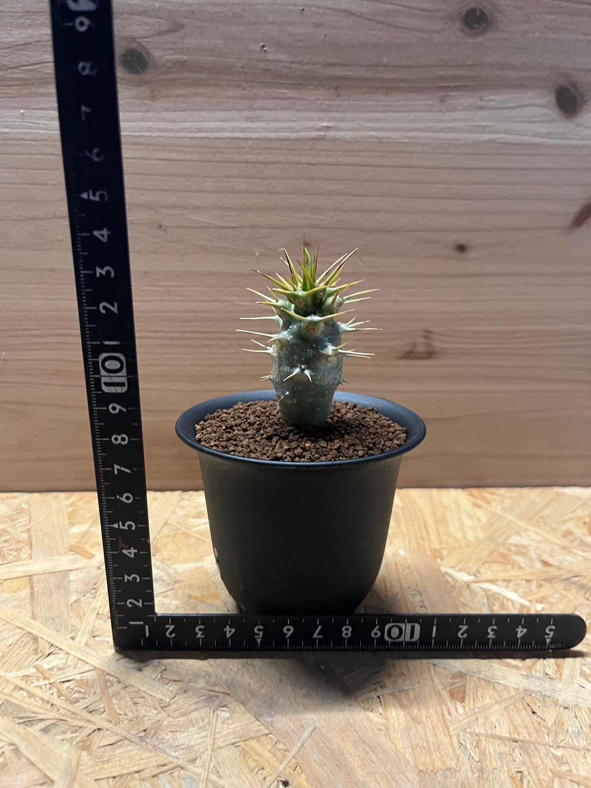 パキポディウム アンボンゲンセ | GREEN LUCK