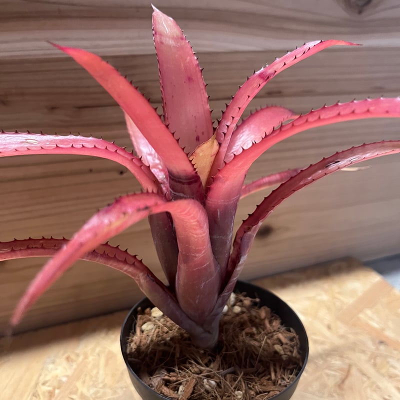 エクメア ヌディカウリス FLANEA ROSEA 子株付き エクメア ヌディカウリス ルブラ？ | GREEN LUCK