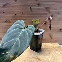 アンスリウム ポーティラエ NSE | GREEN LUCK