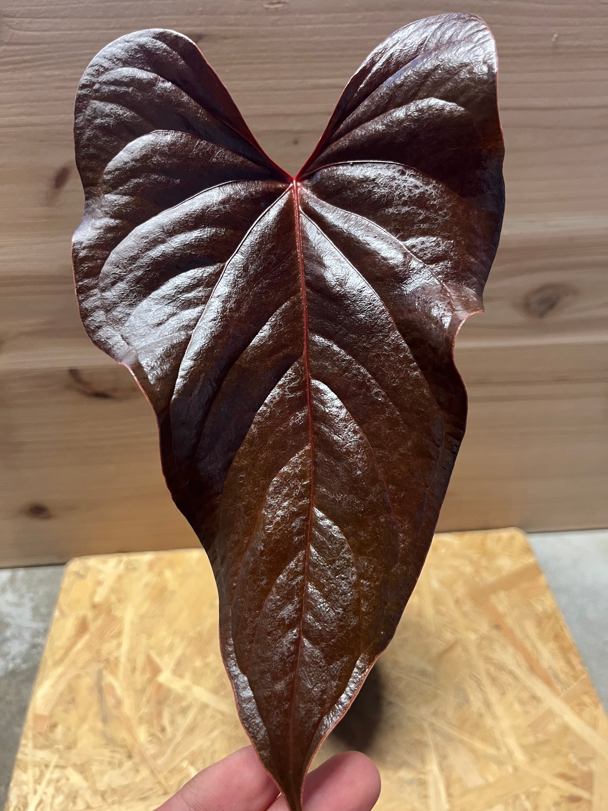 アンスリウム ロムズレッド | GREEN LUCK