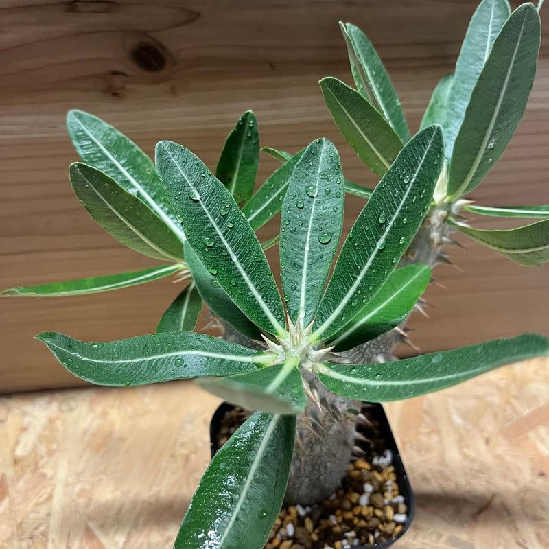 パキポディウム　デンシフローラム　現地球　発根済み パキポディウム デンシフローラム