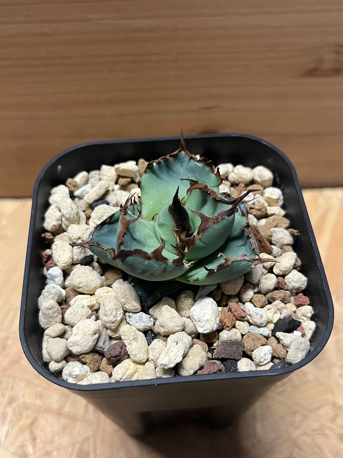 アガベ チタノタ 黒盾 | GREEN LUCK