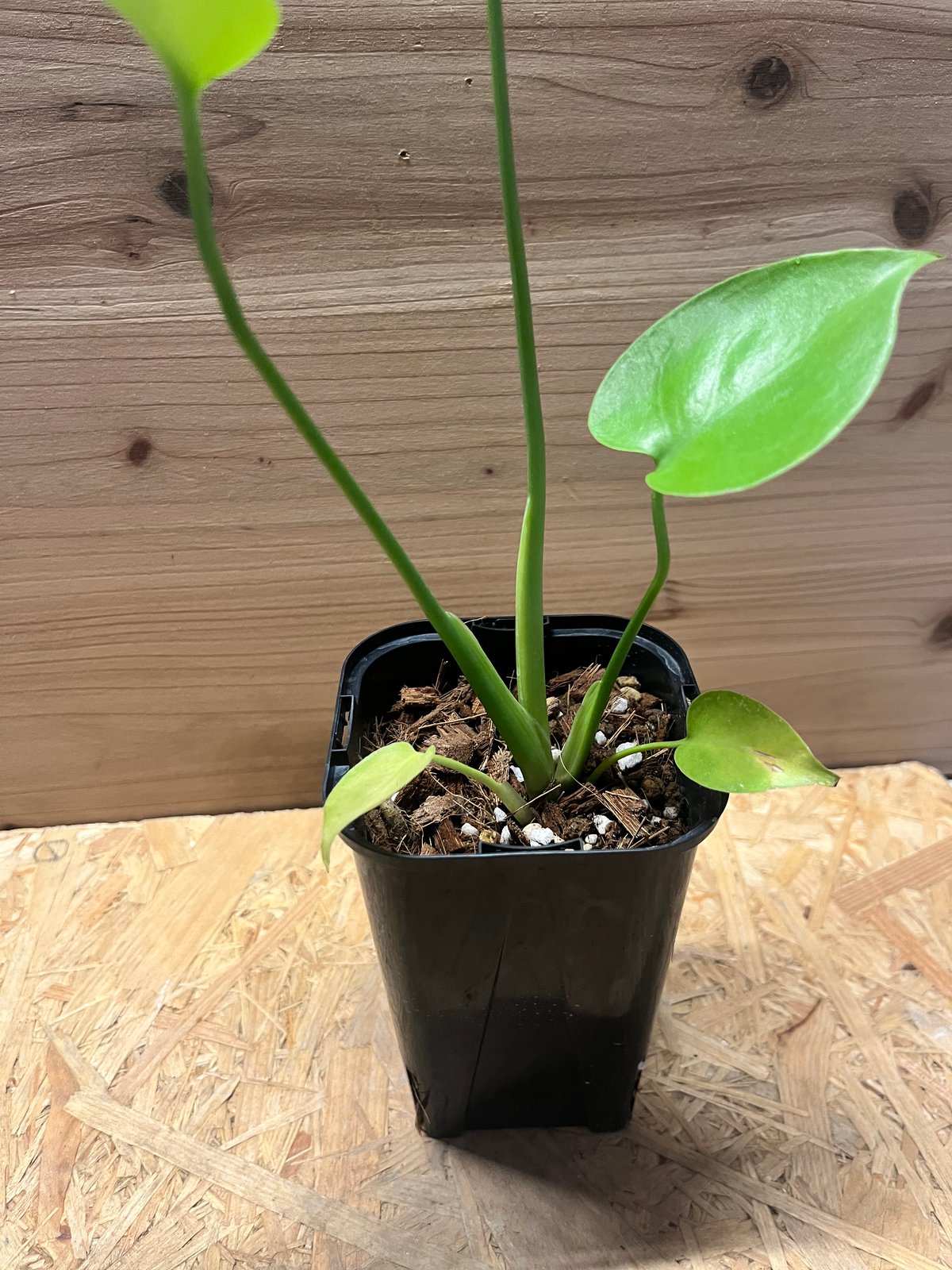 モンステラ デリシオーサ ゴールドリーフ | GREEN LUCK