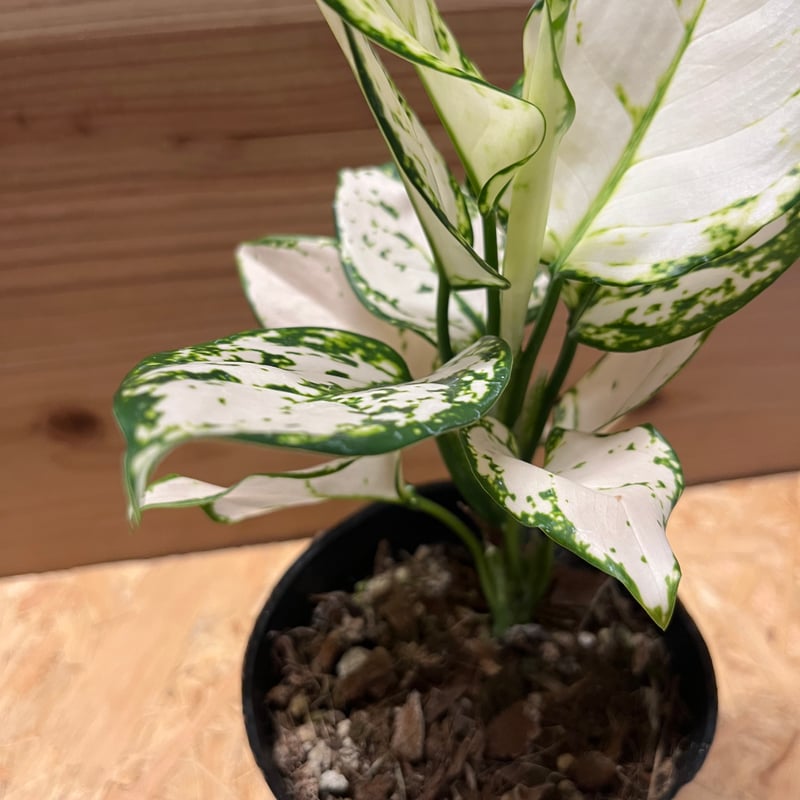 アグラオネマ ホワイトバレンタイン | GREEN LUCK