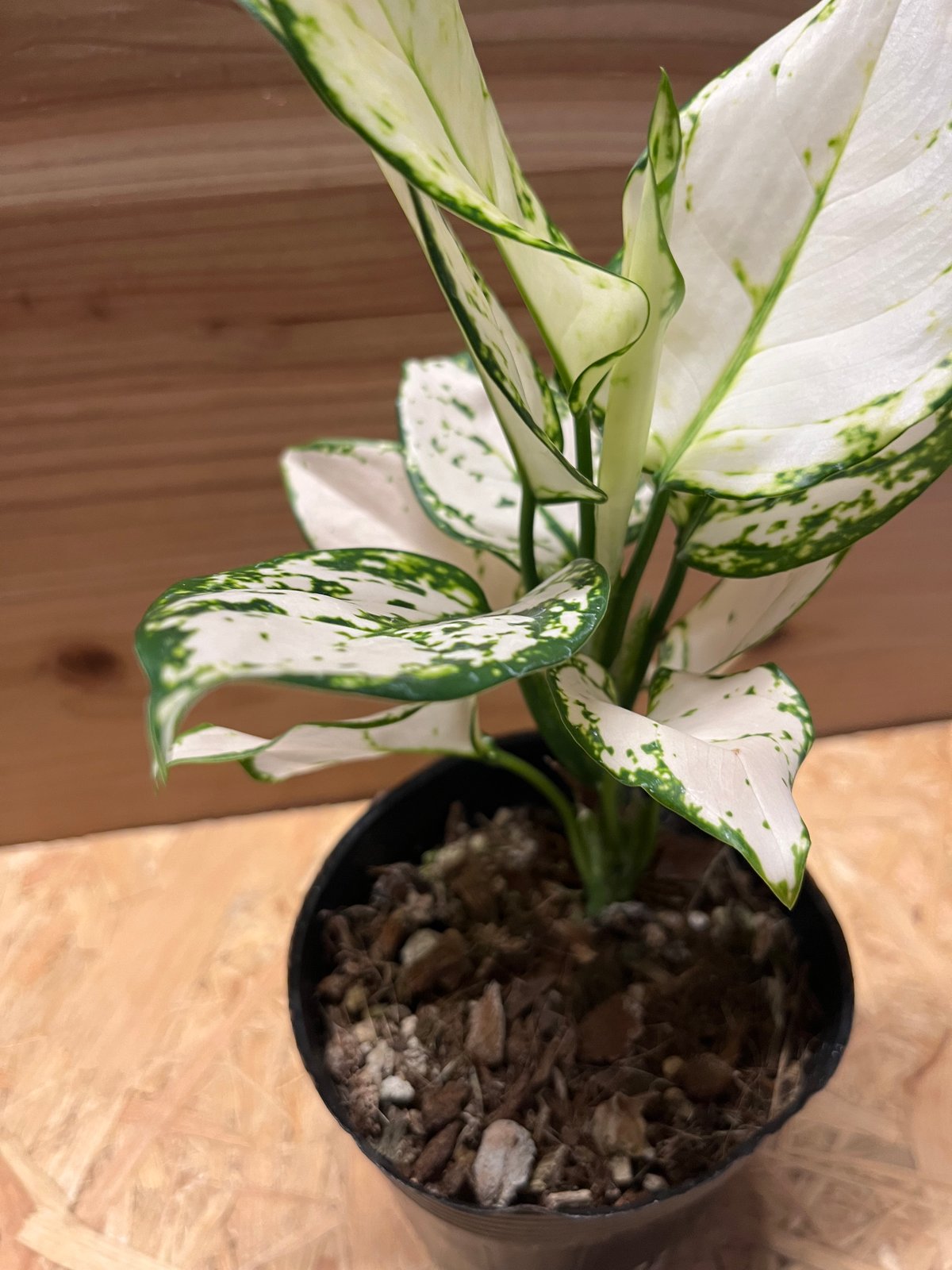 アグラオネマ ホワイトバレンタイン | GREEN LUCK