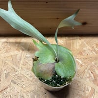 ビカクシダ　ライディーン