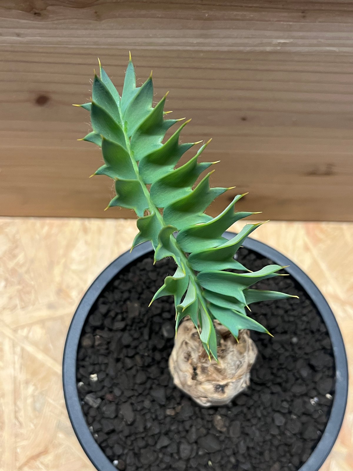 エンセファラルトス ホリダス | GREEN LUCK