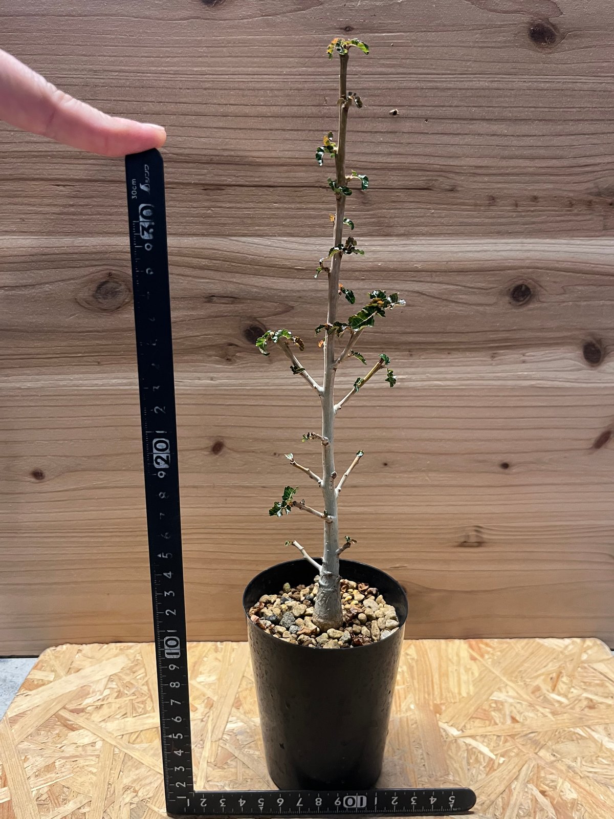 ボスウェリア ナナ | GREEN LUCK