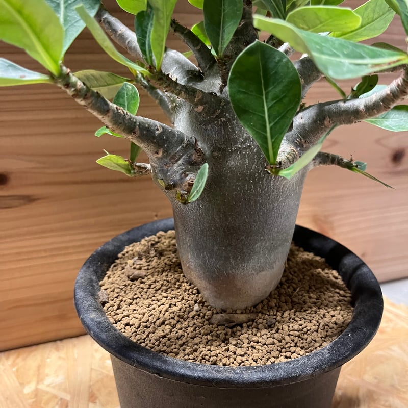 アデニウム アラビカム | GREEN LUCK