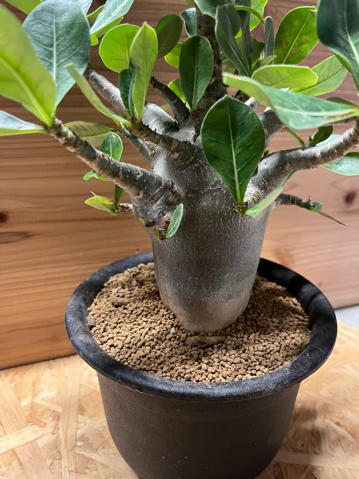 アデニウム　アラビカム アデニウム アラビカム | GREEN LUCK