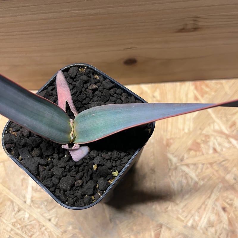 ウェルウィッチア ミラビリス 奇想天外 | GREEN LUCK