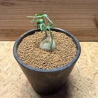 アガベ ホリダ 狂棘陽炎タイプ | GREEN LUCK