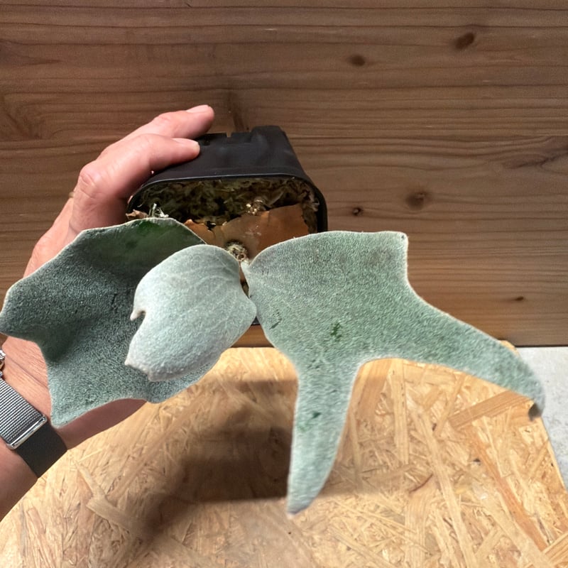 ビカクシダ FSQ デラロッチャ | GREEN LUCK