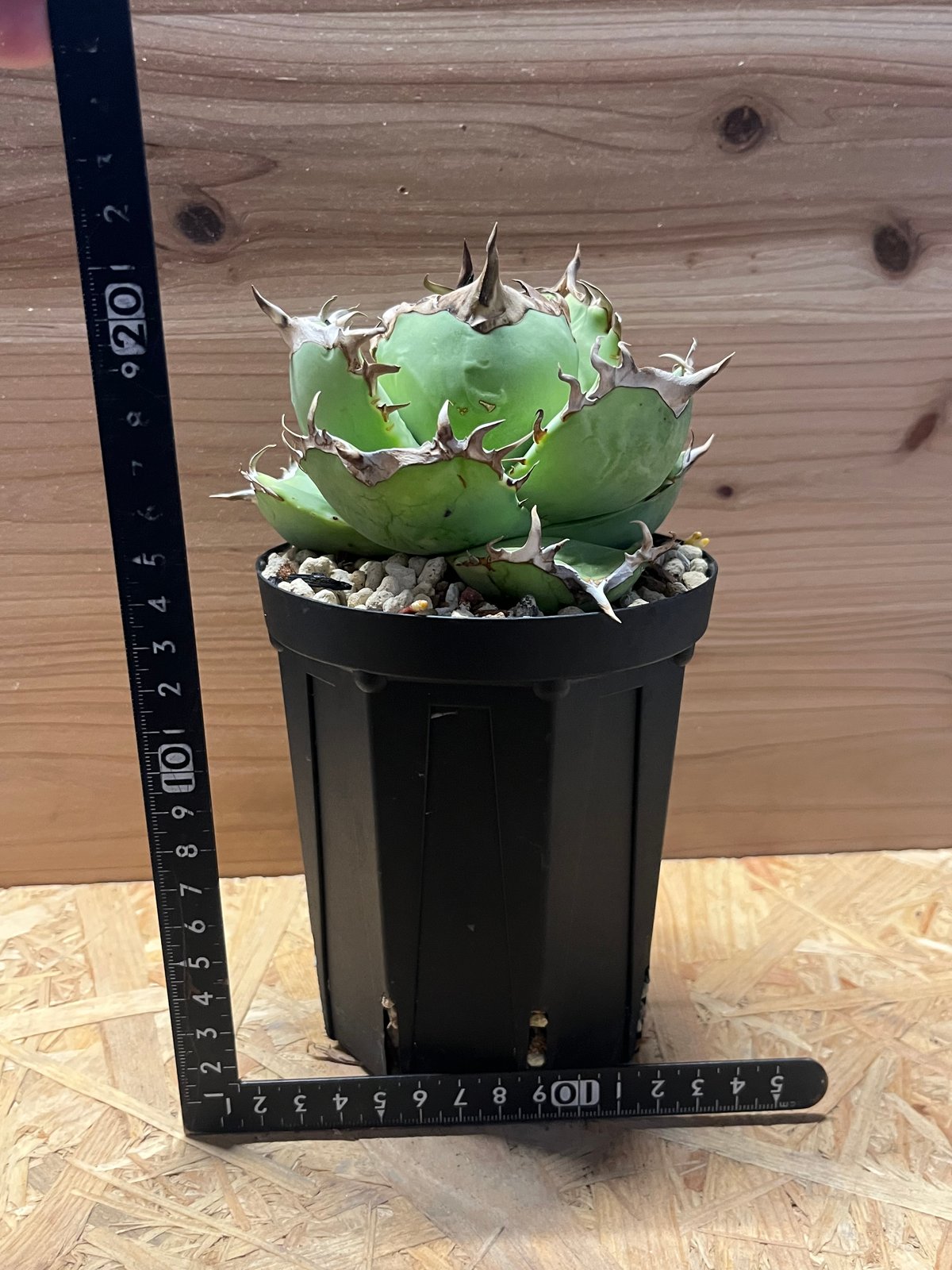 アガベ チタノタ 阿修羅 | GREEN LUCK