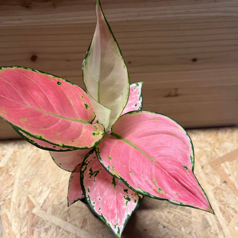 アグラオネマ オーピシャスレッド | GREEN LUCK