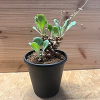 オトンナ アルミアナ | GREEN LUCK