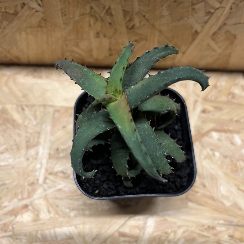 アロエ コニフェラ×カスティロニアエ 超選抜！！幅広！短葉！ アロエ