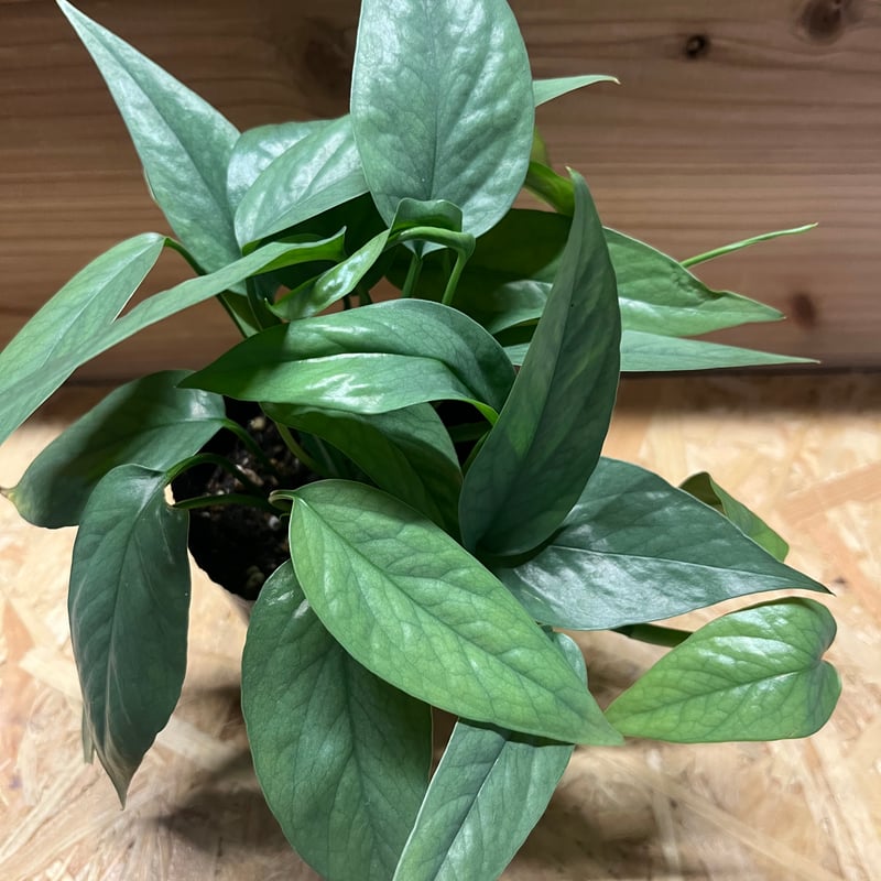 エピプレナム ピナツム セブブルー | GREEN LUCK