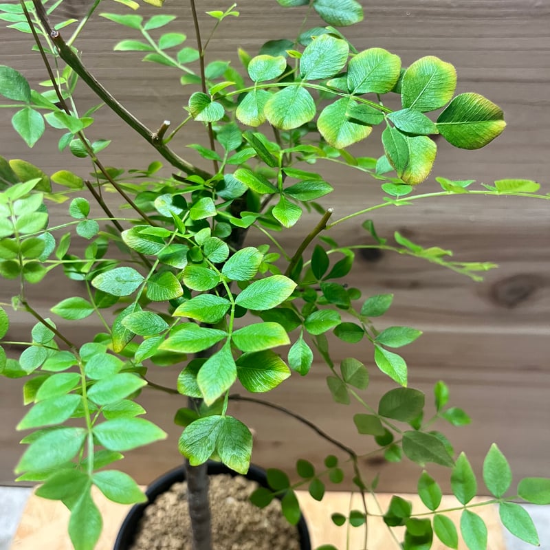 塊根植物 オペルクリカリアボレアリス盆栽素材 塊根植物 オペルクリカリアボレアリス盆栽素材 植物図鑑】オペル