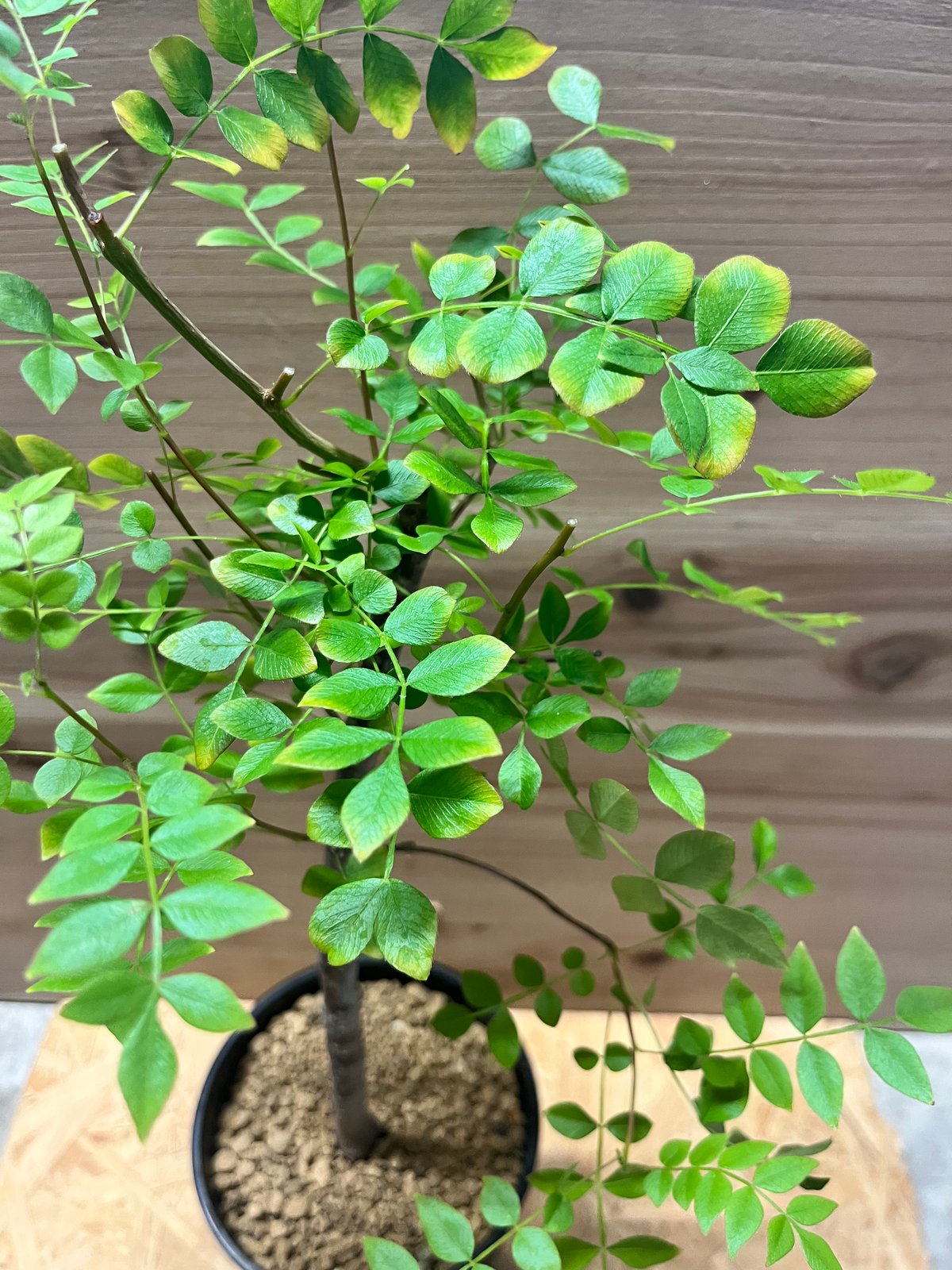 オペルクリカリア ボレアリス | GREEN LUCK