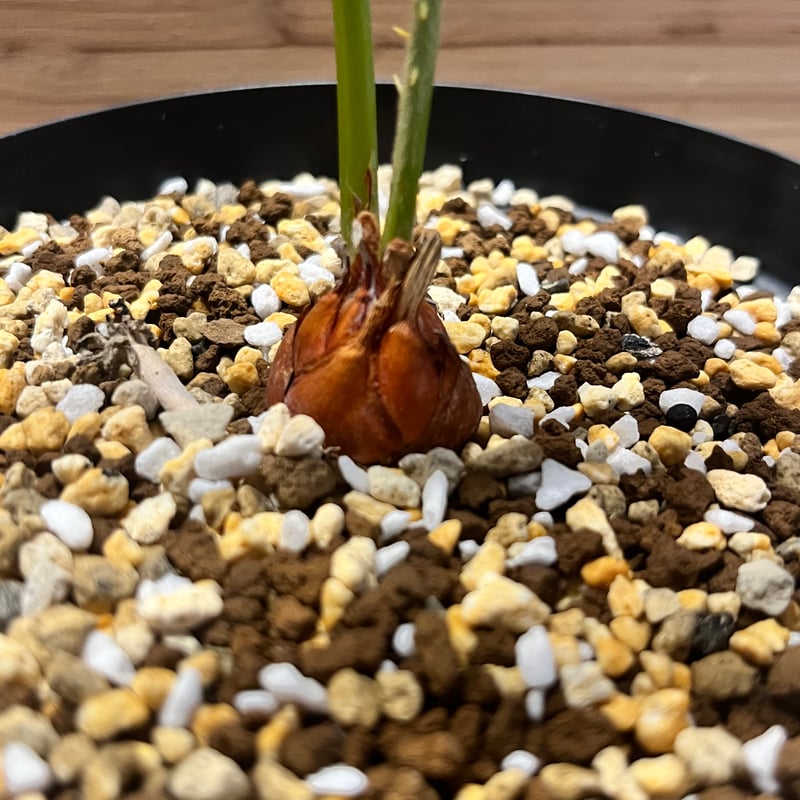 サイカス クピダ | GREEN LUCK