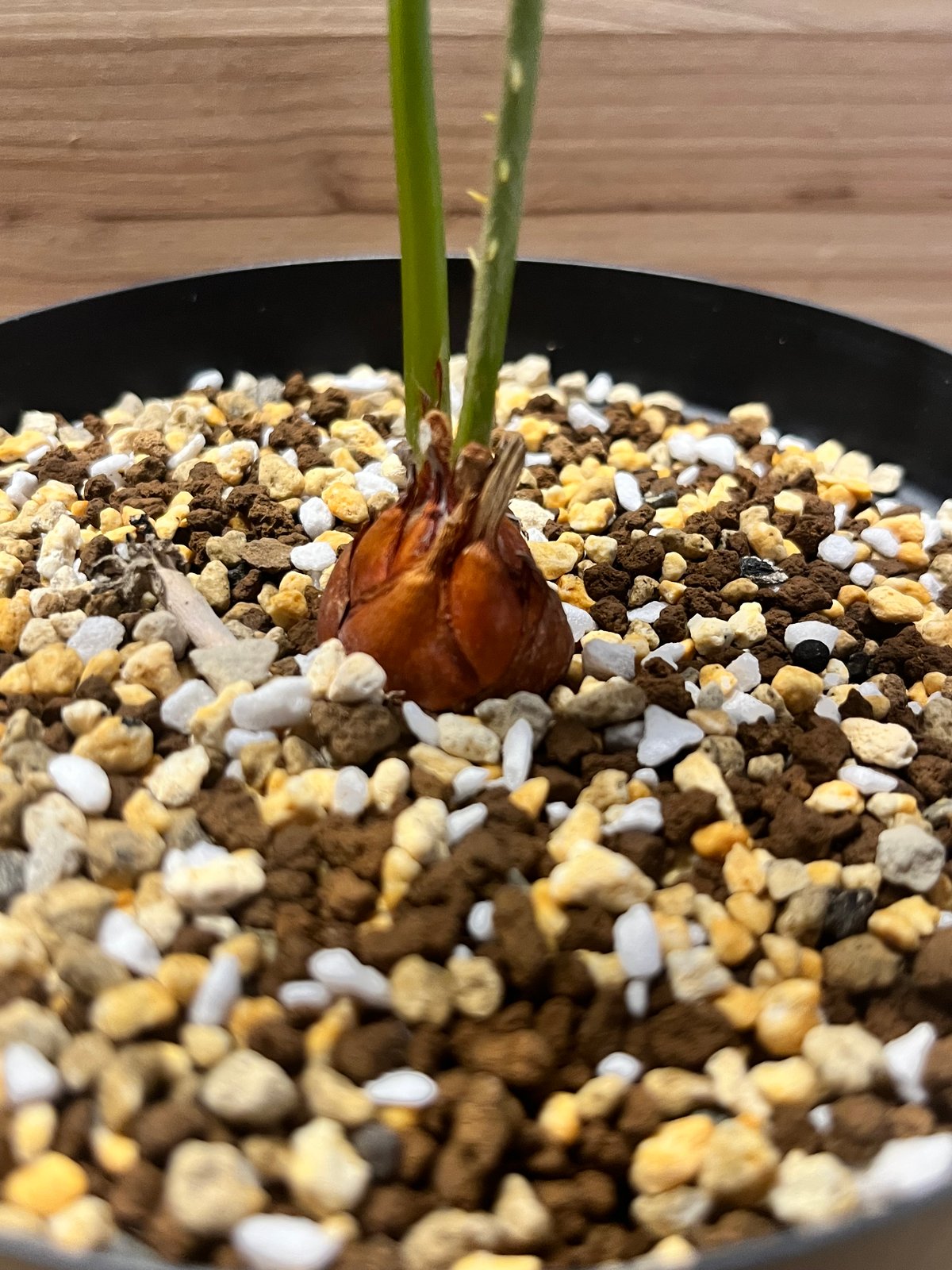 サイカス クピダ | GREEN LUCK