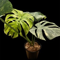 斑入りモンステラ デリシオーサ バリエガータ | GREEN LUCK