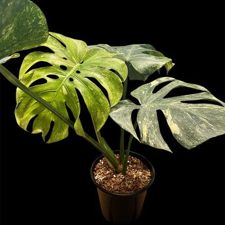 モンステラ | STORES