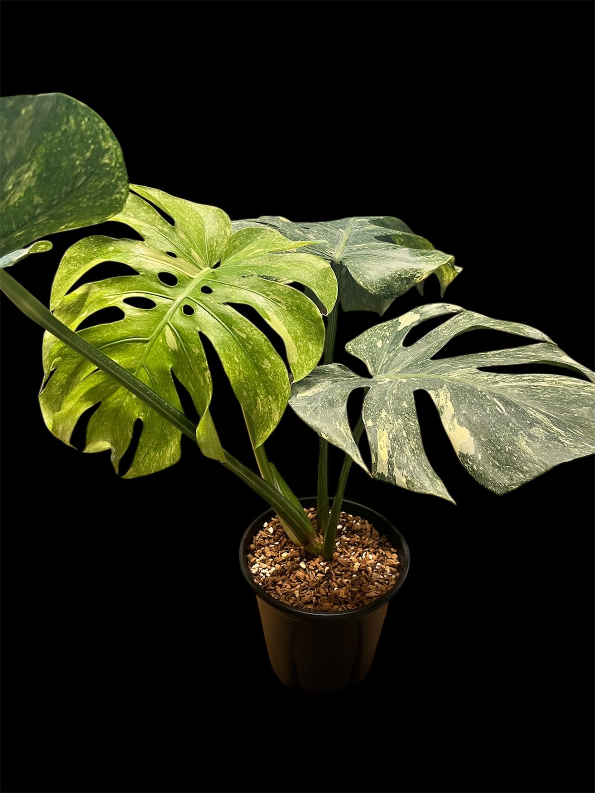 モンステラ デリシオーサ 'プラチナム' | GREEN LUCK