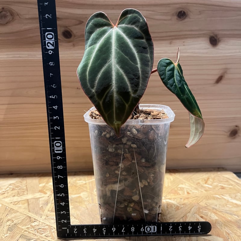 アンスリウム aff.ベッセアエ | GREEN LUCK