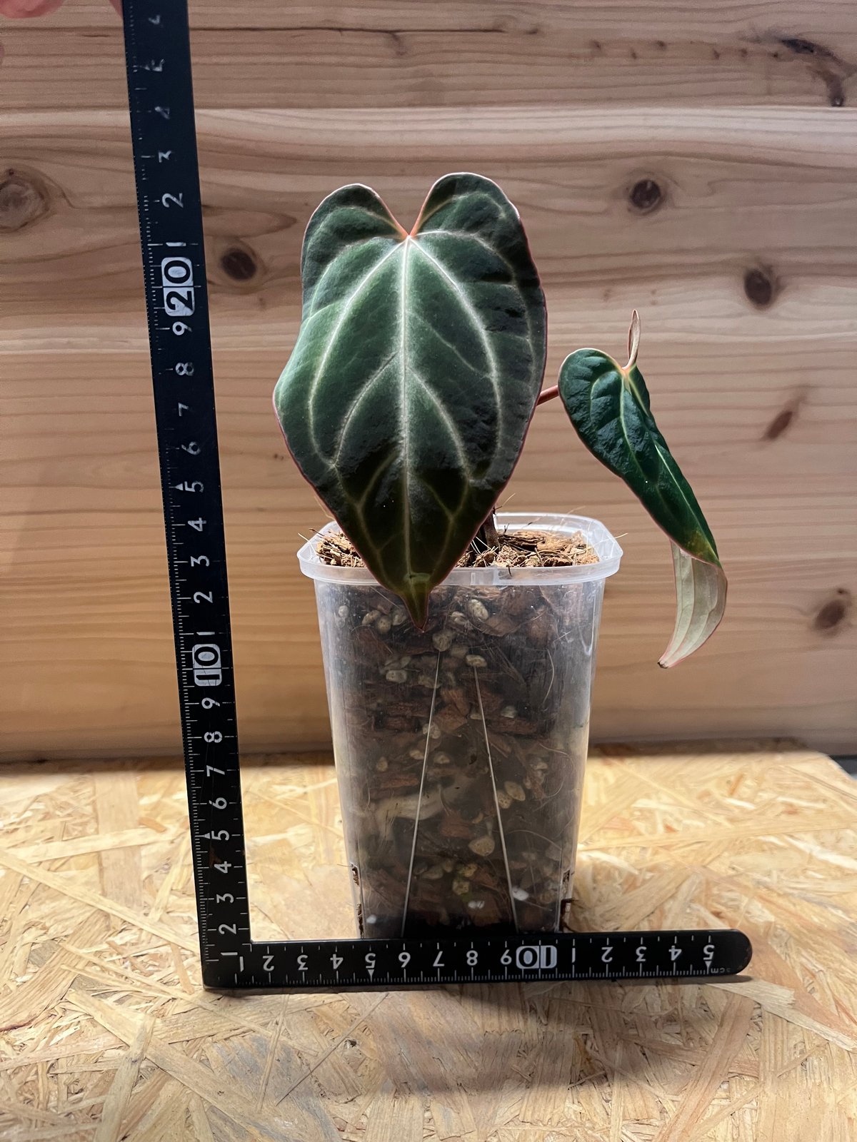 アンスリウム aff.ベッセアエ | GREEN LUCK