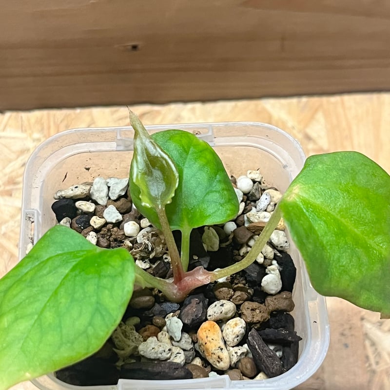 や*こ様 出せるのこれで最後！アンスリウム　ポーティラエ　NSE アンスリウム ポーティラエ NSE | GREEN LUCK