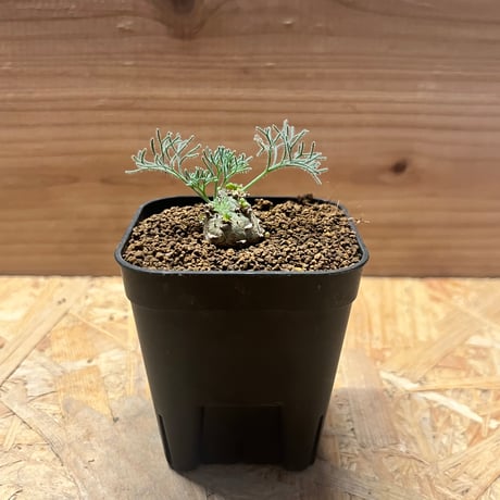 モンソニア | STORES