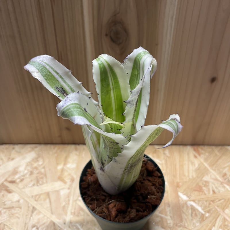 ホヘンベルギア カーラ | GREEN LUCK